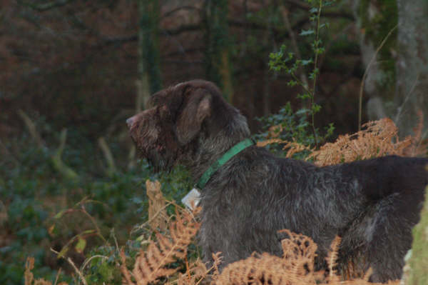 Chasse