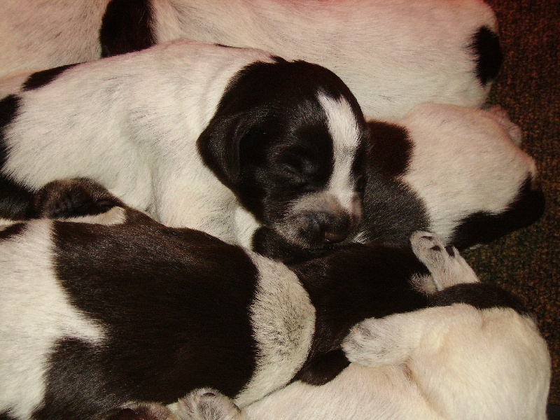 Chiots